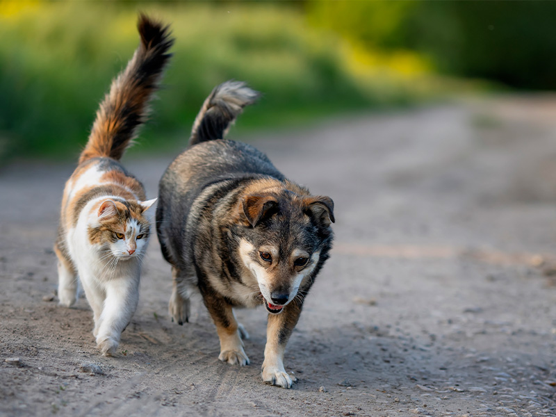 Un Cane e un Gatto Passeggiano Insieme Felici