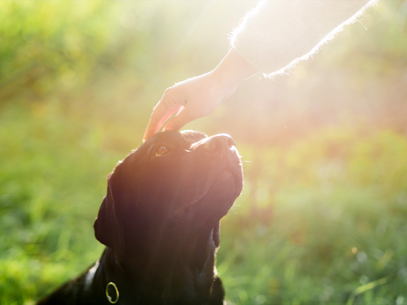 Una Persona Accarezza il Suo Cane al Tramonto