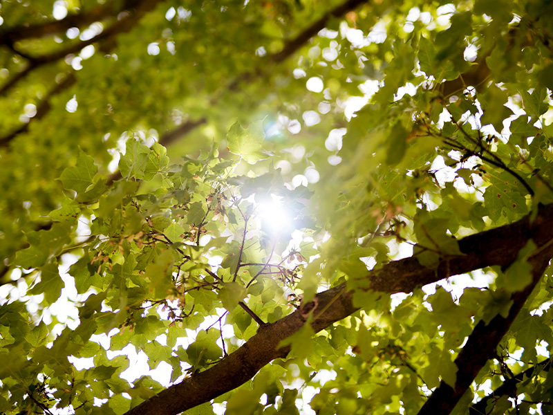 Foglie della Chioma di Un Albero con un Raggio di Sole che Filtra al Centro