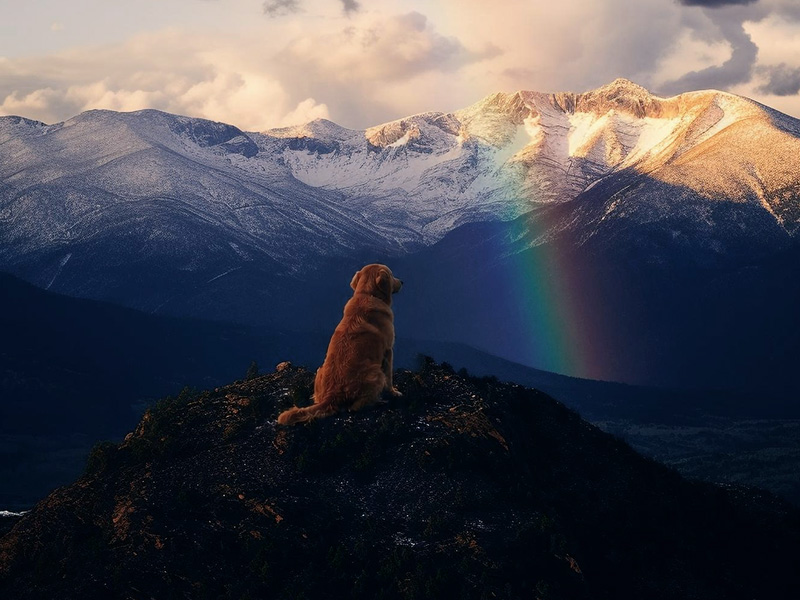Un Cane su Una Collina Guarda il Ponte Arcobaleno nell'Orizzonte 