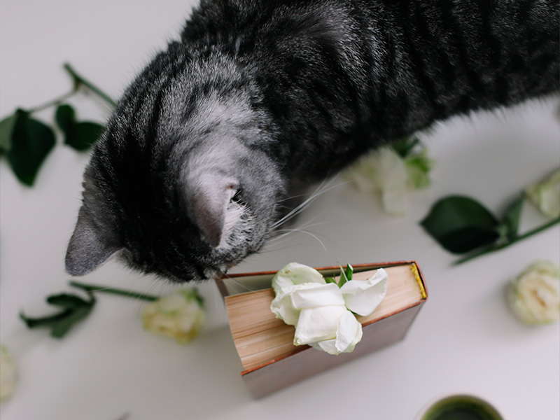 Gattino accanto a un Libricino dei Ricordi e Fiori Bianchi