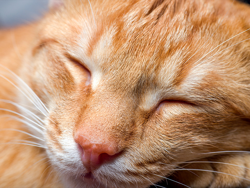 Primo Piano di un Gatto Arancione che Dorme Beato