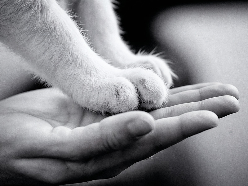 Zampette di un Gatto toccano la Mano del Padrone